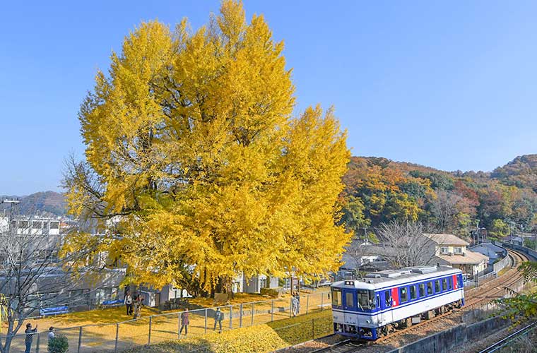 佐用町 佐用の大イチョウ