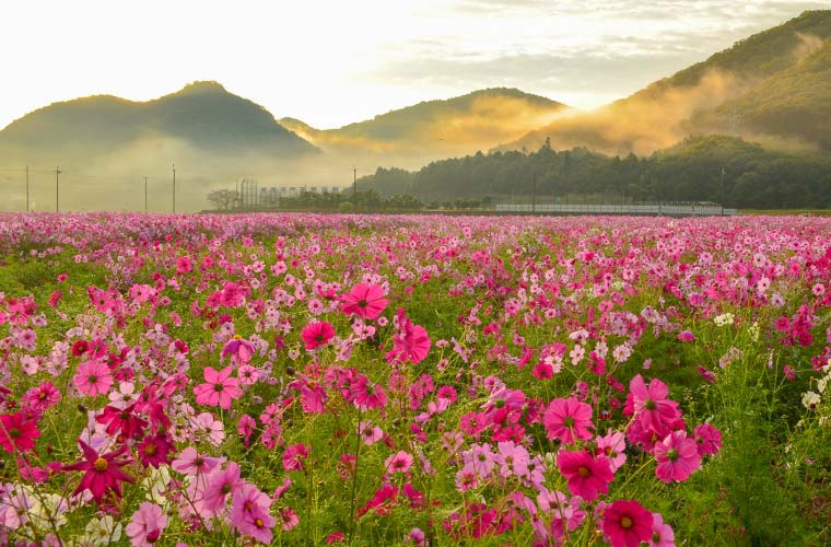 たつの市 馬場コスモス畑
