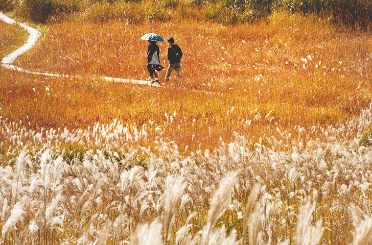 神河町 砥峰高原