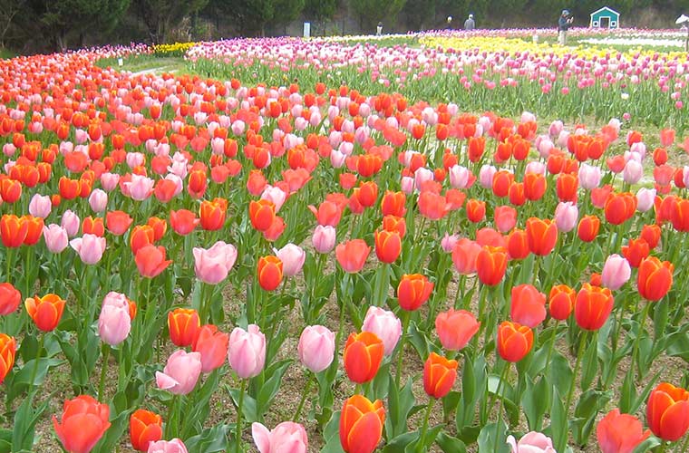 上郡町 光都チューリップ園