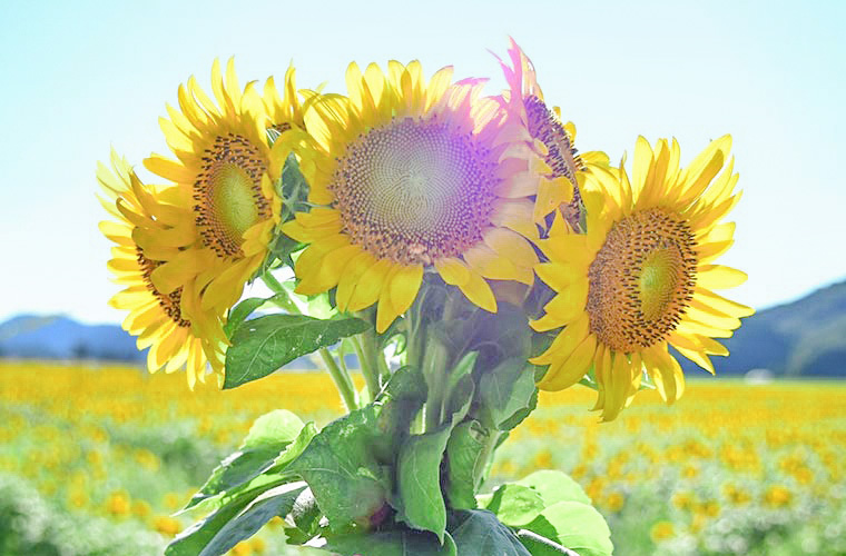 佐用町 南光ひまわり畑