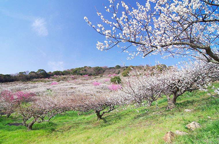 たつの市 綾部山梅林