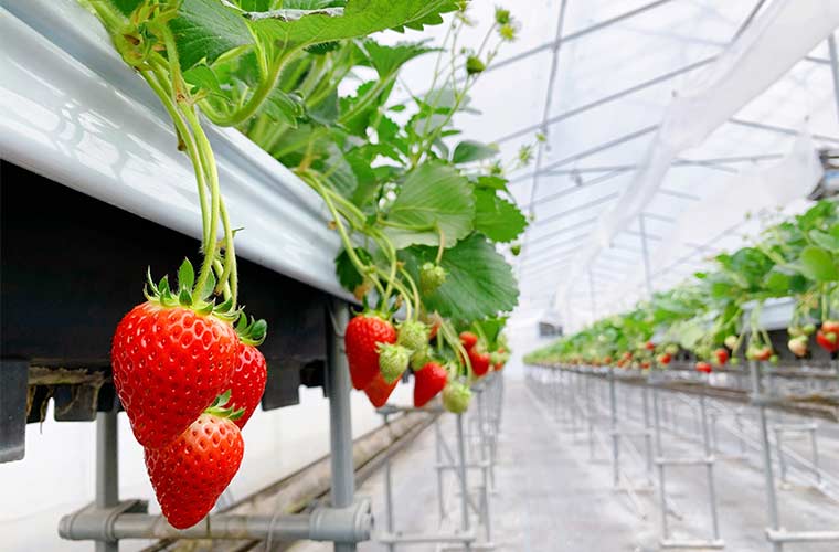 姫路市 ゆめさき苺ハウス